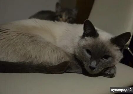 Кошка тая