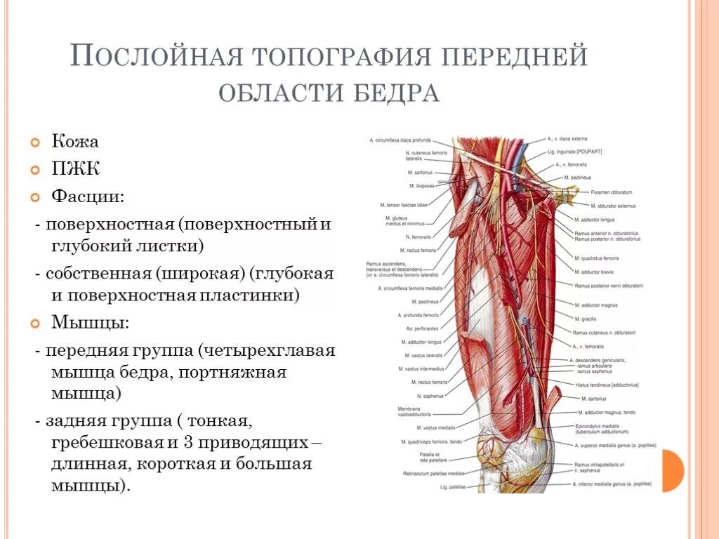 Собственная фасция бедра. Мышцы нижней конечности топографическая анатомия. Топографическая анатомия нижней конечности. Бедро (передняя область). Передняя область бедра послойное строение. Передняя поверхность бедра топографическая анатомия мышцы.