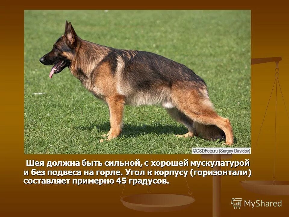 породы собак немецкая овчарка. сколько живут немецкие овчарки кобели. джерман шеферд. немецкие овчарки домашние. собаководство немецкая овчарка.