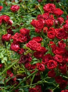 Rose fast