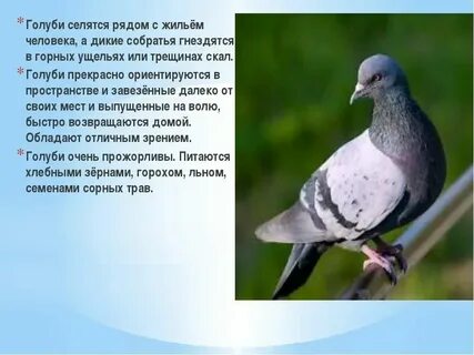 Способ движения голубя