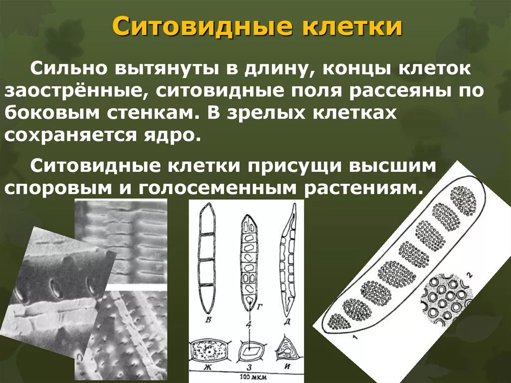 Ситовидные клетки