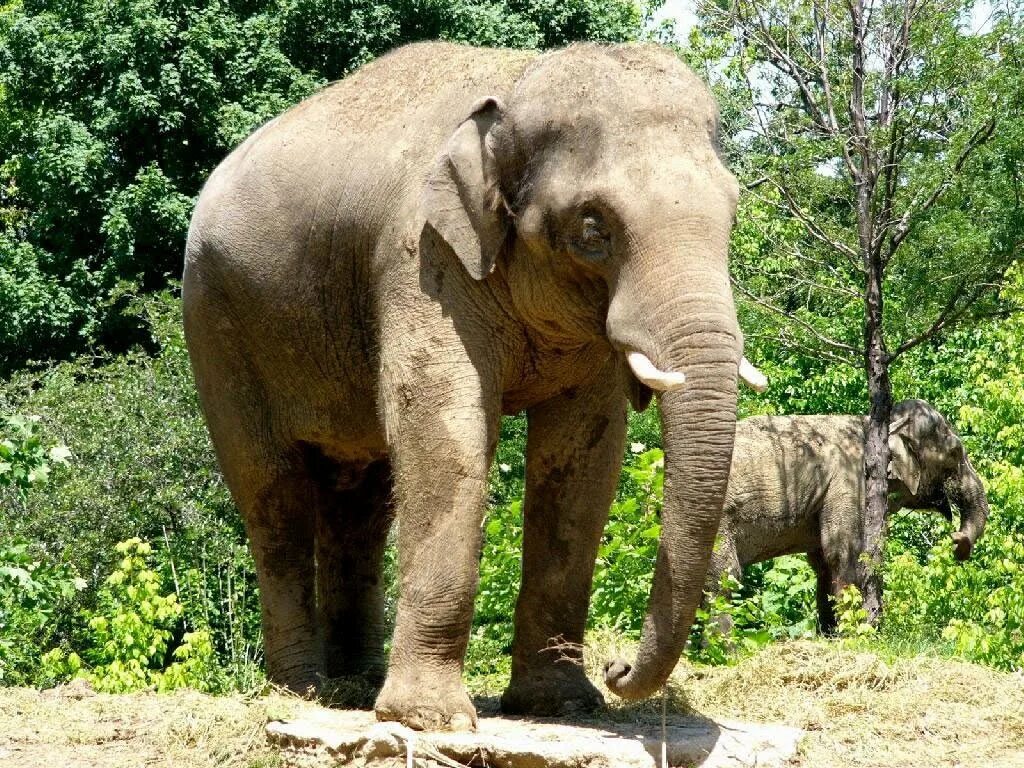 Индийский слон живет