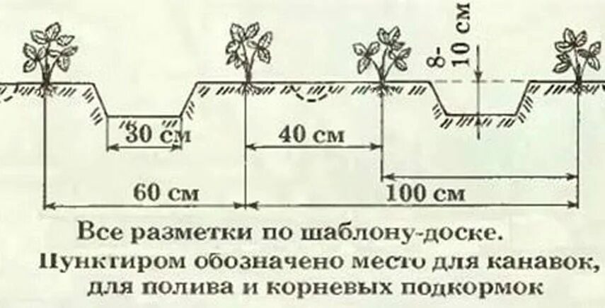 Какое расстояние должно быть между кустами клубники. Схема посадки земляники в открытом грунте. схема посадки ремонтантной земляники в открытом грунте. схема посадки клубники в открытом грунте. схема посадки клубники на грядке 60см.