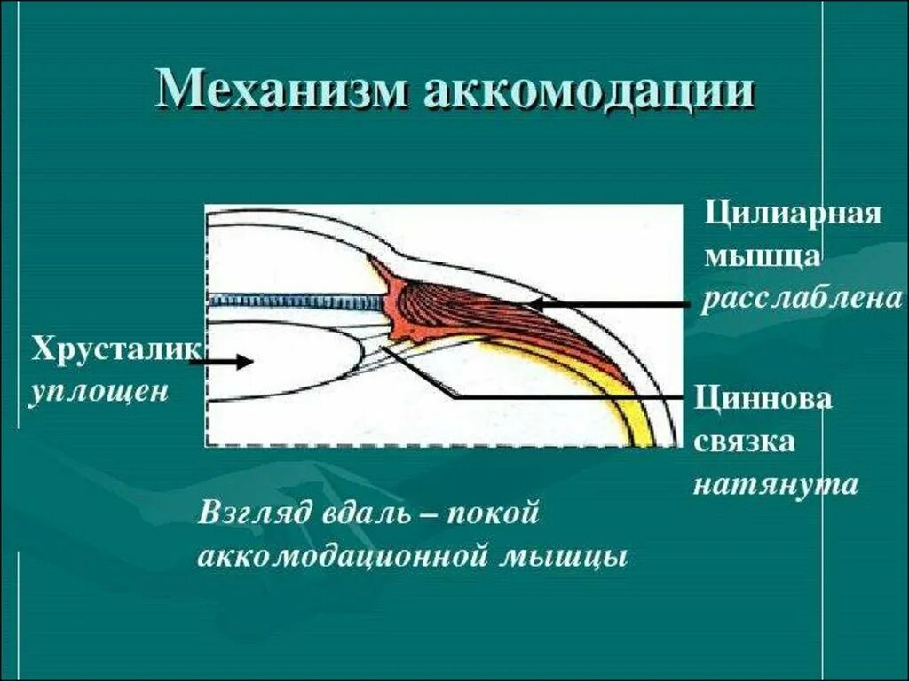 Аккомодация рисунок. Аккомодационная мышца глаза анатомия. Аккомодация цилиарная мышца. Ресничная мышца хрусталика. Механизм аккомодации глаза физиология.