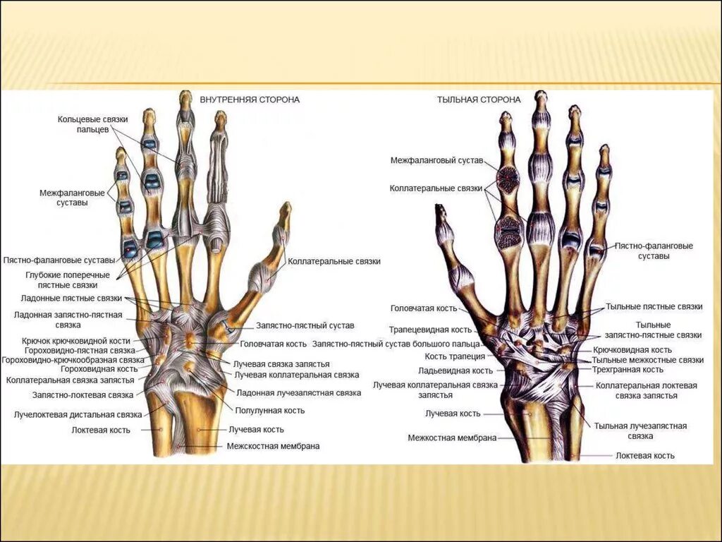 Соединения костей запястья. Анатомия кисти человека кости суставы. Связки пястно-фалангового сустава кисти. Кости кисти лучезапястный сустав. Связки пястно-фалангового сустава.