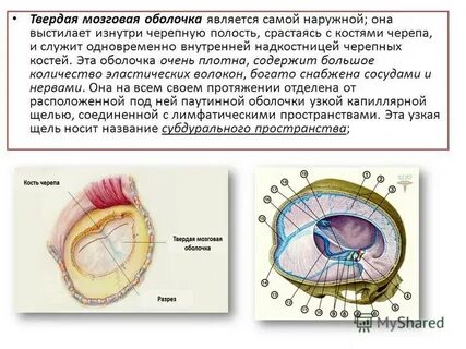 Твердая оболочка мозга