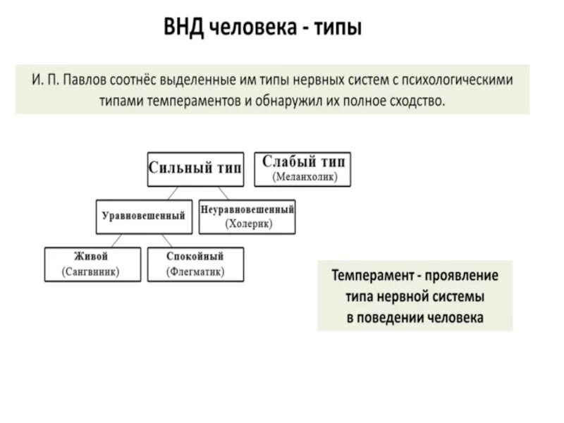 Высшая нервная деятельность человека кратко. Высшая нервная деятельность человека. Высшая нервная деятельность типы. Типы ВНД человека таблица. Типы высшей нервной деятельности биология 8 класс.