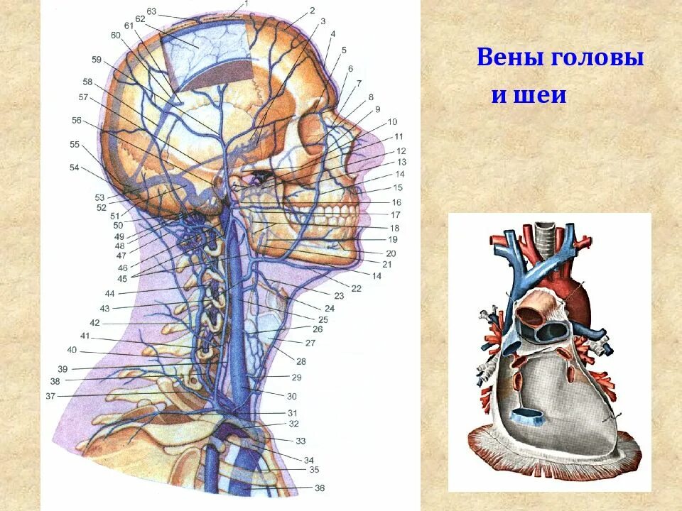 Вена головы и шеи. Вена головы и шеи