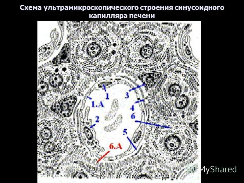 синусоидные капилляры печени
