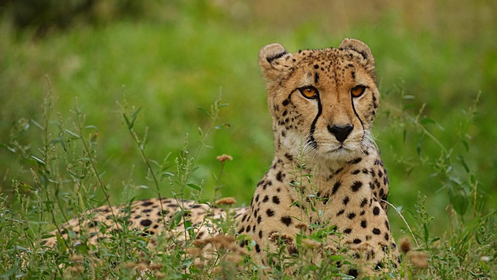 Чем питается белка. Львенок филипп. Обыкновенная лисица (рыжая лисица). Рысь. Львенок тим.