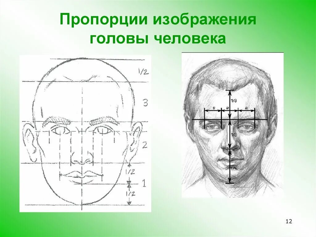 Лицо часть головы человека. Пропорции головы. Пропорции головы человека. Пропорции головы человека рисунок. Пропорции головы человека для рисования.