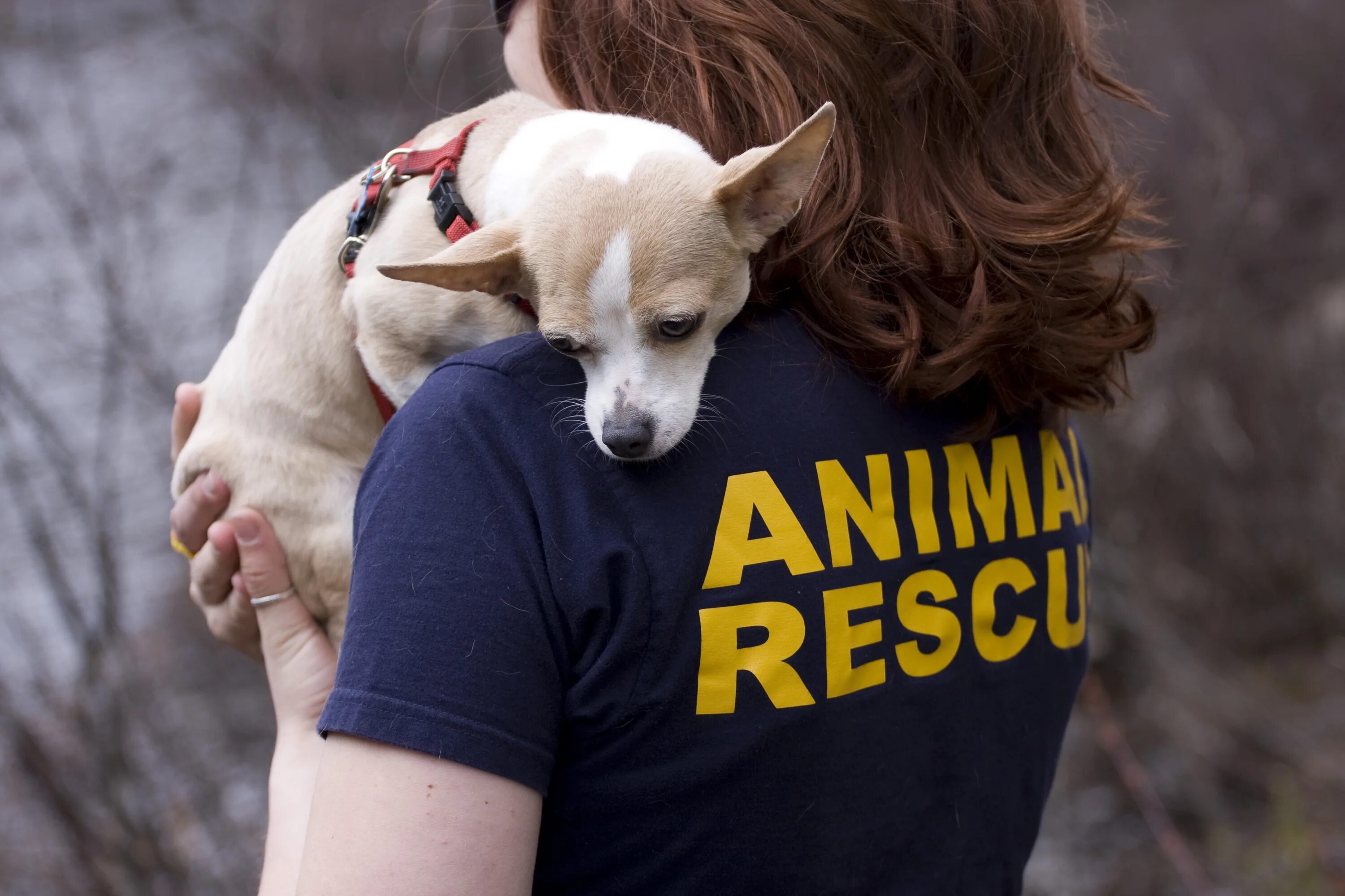 Volunteering at an animal shelter. Анимал шелтер. Защита бездомных животных. Защита животных в Германии. Волонтёры бездомных животных.