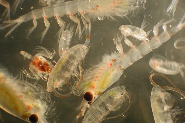 Циклоп зоопланктон. Зоопланктон в прудах. Планктон в пруду. Мальки криля.