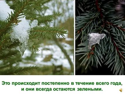 Почему ель сбрасывает