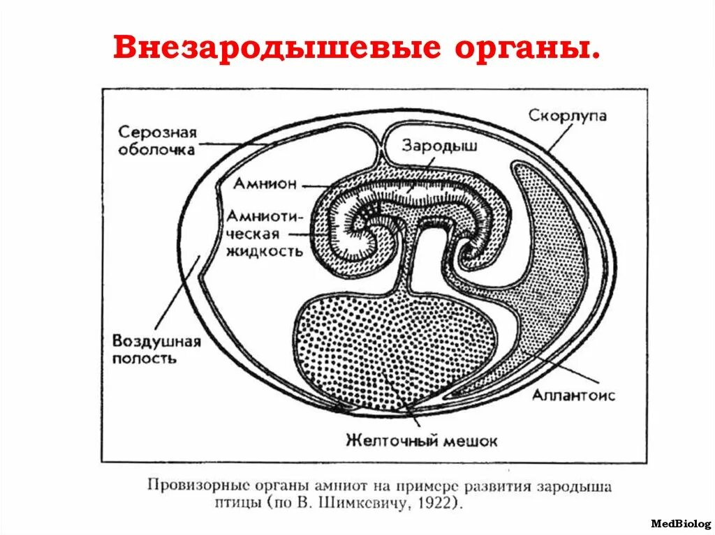 Образование внезародышевых органов. Внезародышевые органы человека. Строение внезародышевых органов. Закладка внезародышевых органов.