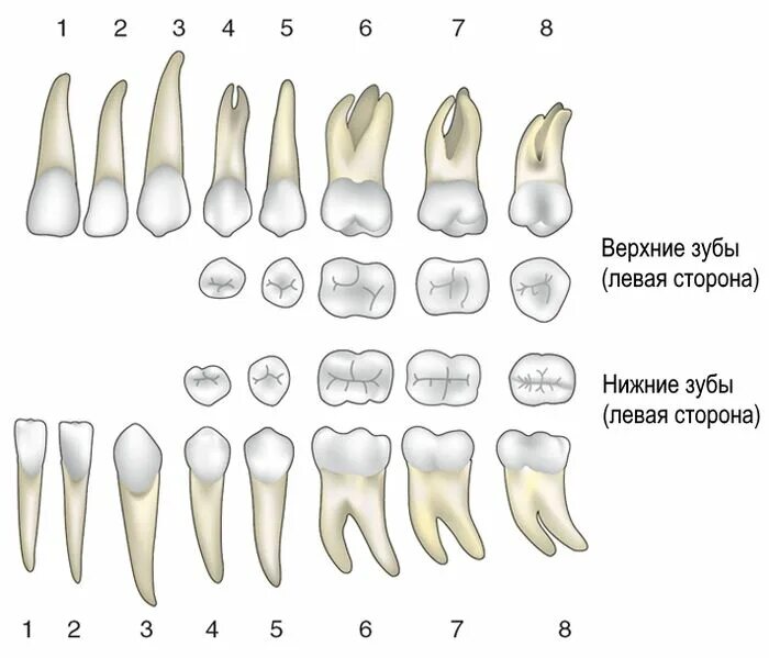 Молочные зубы верхней челюсти. Молочный зуб четверка строение. Анатомия 6 зуба верхней челюсти.