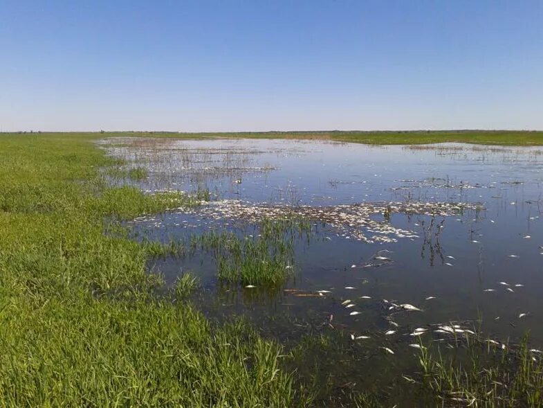 Река бузан в астраханской. Астрахань ахтуба на острове. Экологические проблемы водоемов астраханской области. Астрахань набережная. Водоемы астраханской области.