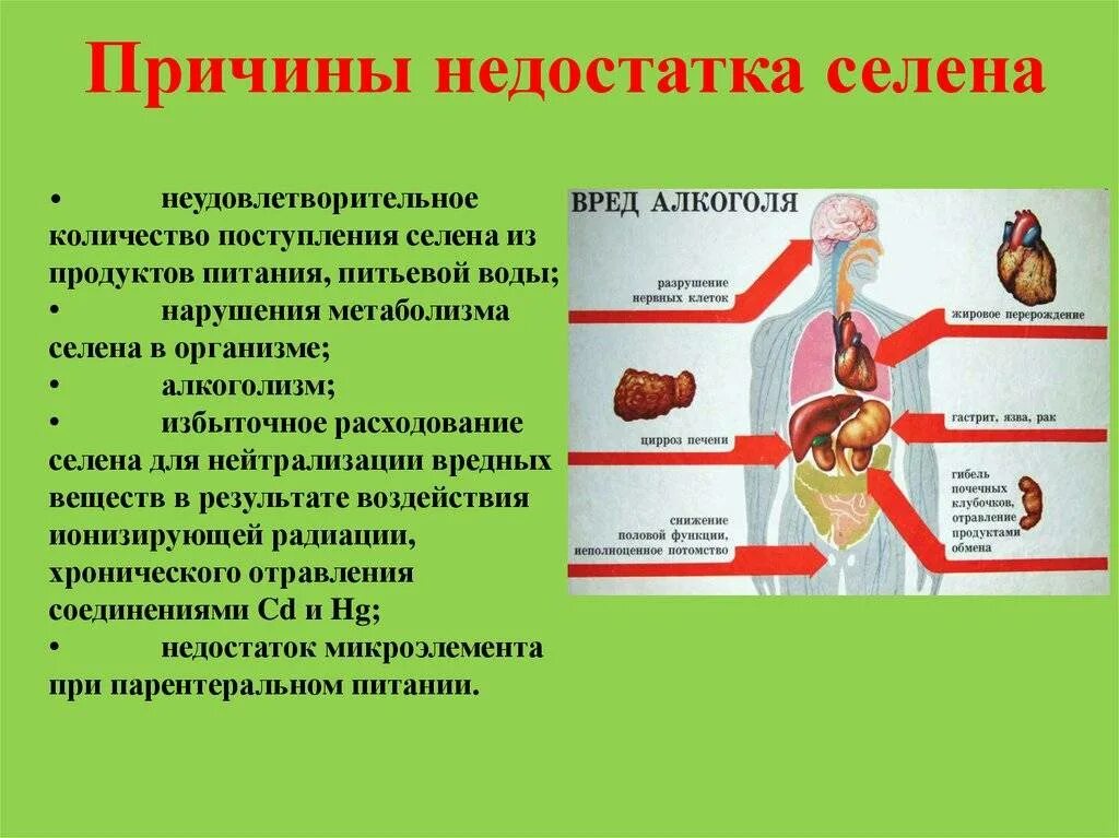 Недостаток пищи причины. Селен избыток и недостаток в организме. недостатки человеческого организма.