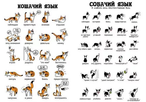 Переводчик на кошачий язык. Переводчик по кошачьему языку. перевод с русского на кошачий язык. кошачий язык переводчик. учить кошачий язык с переводом.