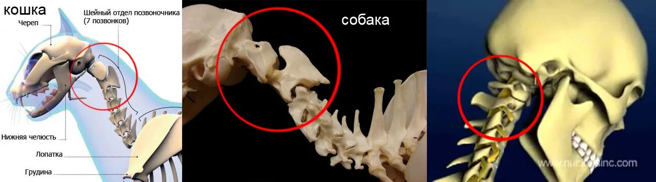 Сколько позвонков у кошки. Разрыв позвонков у кошки. сколько позвонков у кошки в позвоночнике. разрыв межпозвоночных дисков у кошки. сломал хвост 1 и 2 позвонки.