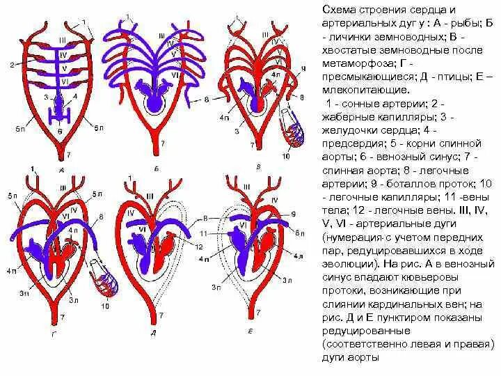 Эволюция сердца у земноводных. Эволюция кровеносной системы позвоночных животных схема. Схема строения сердца земноводных. Дуги аорты у амфибий. Строение сердца земноводных.