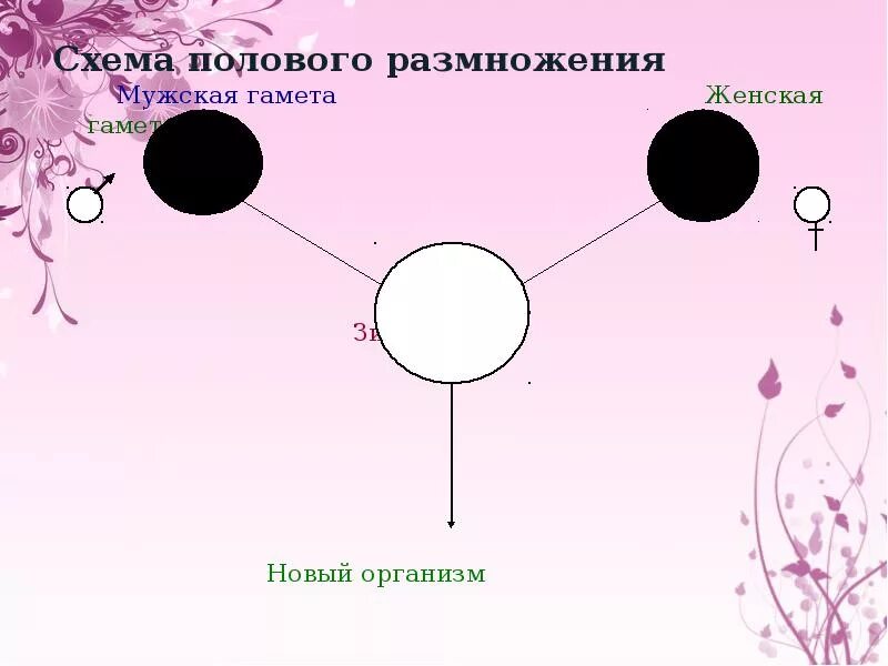 Гамета отличается от зиготы тем что. Схема полового размножения. гаметы мужские и женские схема. гамета и зигота. мужская гамета и женская гамета, зигота.