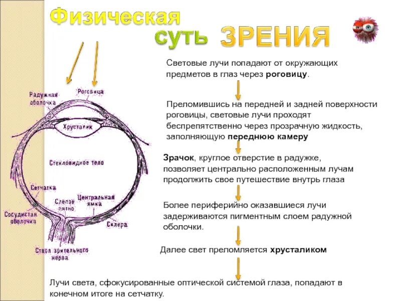 Свет попадает в глаз через