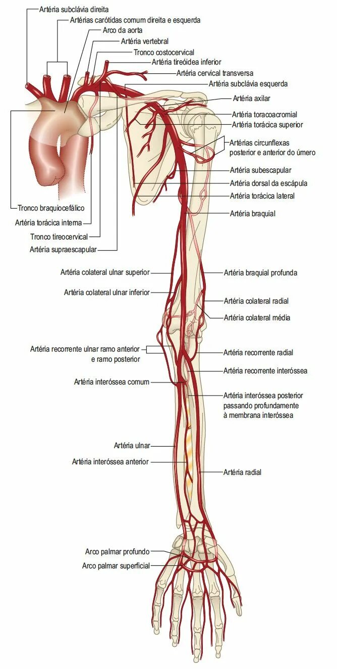 Правая лучевая артерия. Схема кровоснабжения верхней конечности. Кровоснабжение лучезапястного сустава схема. Артерии верхней конечности схема. Кровоснабжение верхней конечности анатомия схема.