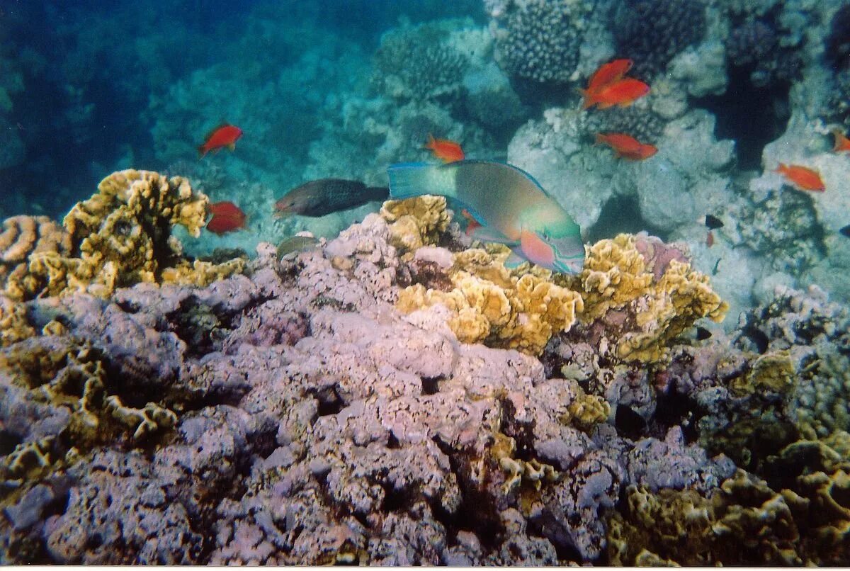 Красная вода в хургаде. Риф Шарм-Эль-Шейх. Temple Reef Шарм-Эль-Шейх. Красное море риф Шарм Эль Шейх. Коралловый риф Хургада.