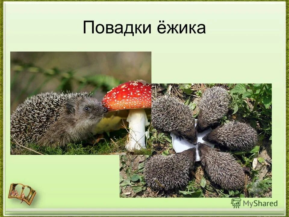 Информация про ёжика. Ошейниковый ёж. Ежик 4 класс. Ежик 4 класс. Загадки о животных леса.