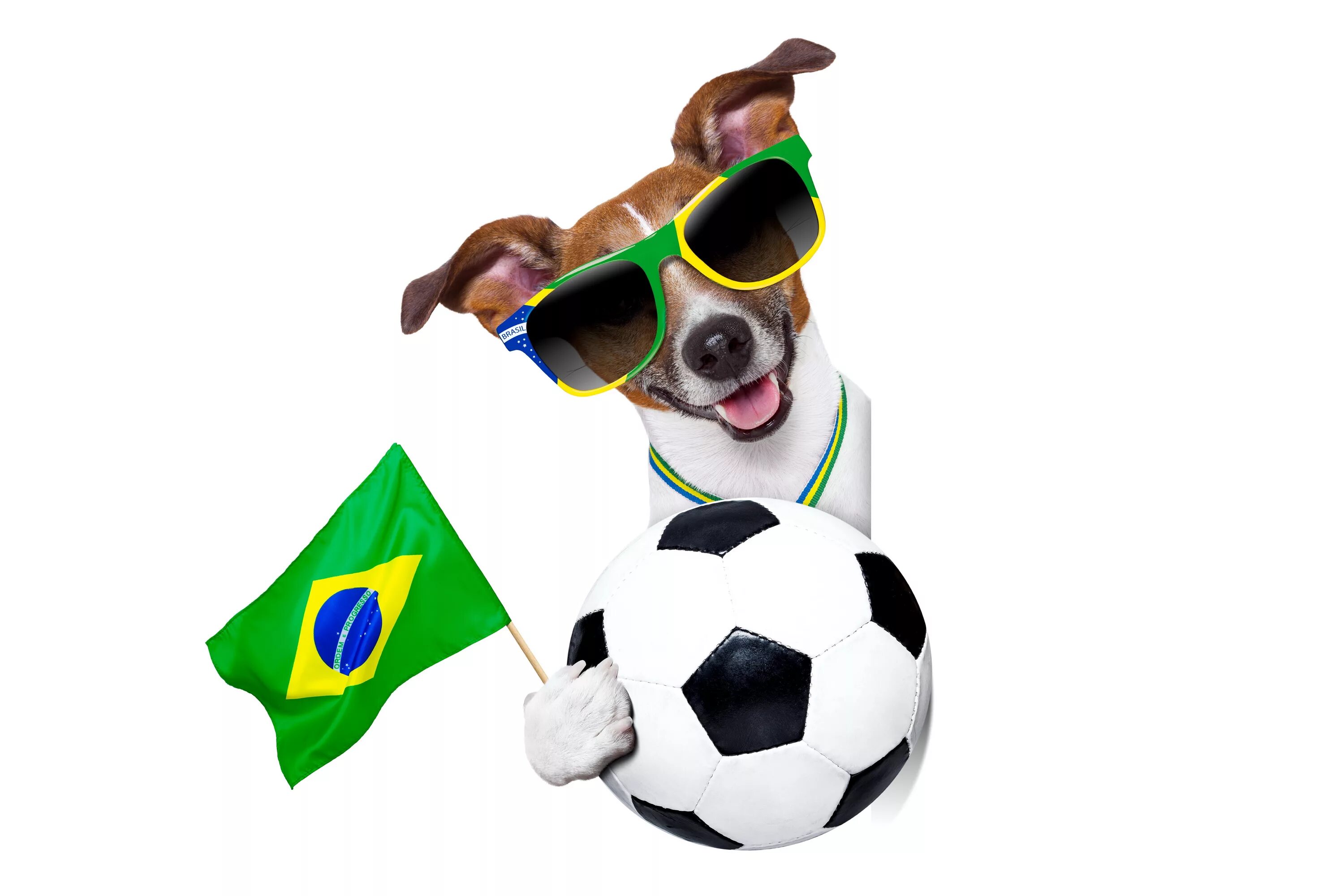 Бразильский мастиф фила бразилейро. Brazil dog. Brazil dog. Фила бразилейро собака. Фила бразилейро.