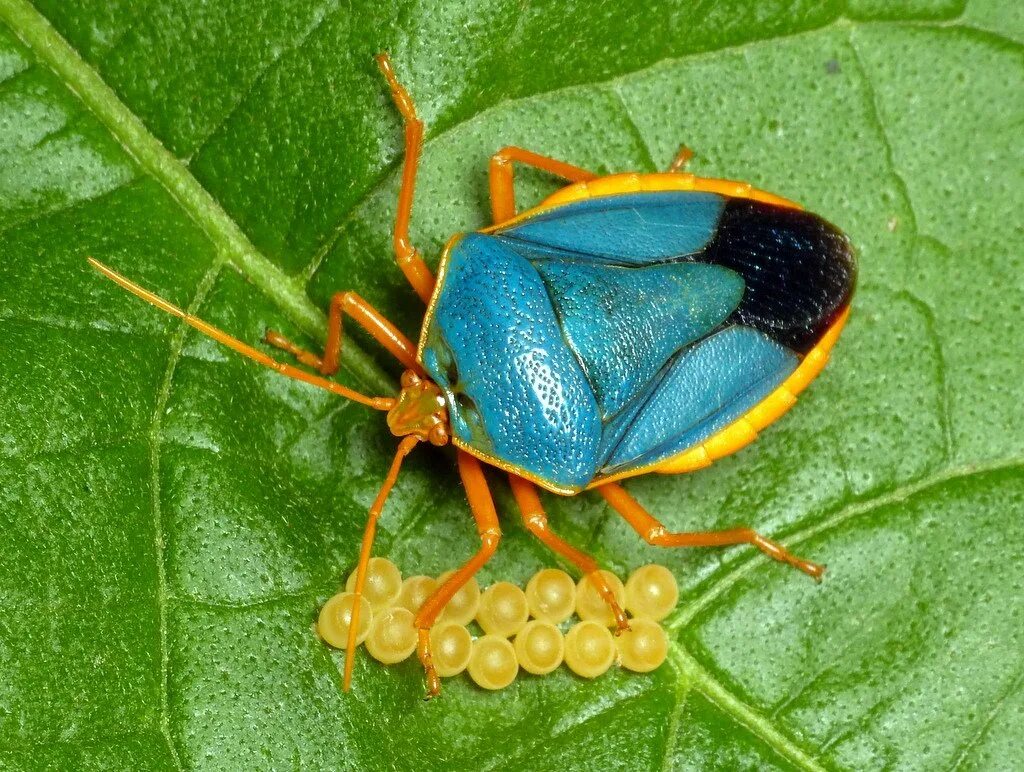 Теневое лото насекомые. Божья коровка и тля. Mom insects. Mom insects. Mom insects.