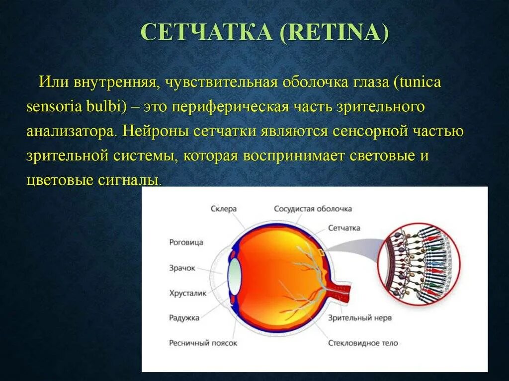 Глаз как переводится. Сетчатка оболочка глаза. Сетчатая оболочка глаза. Внутренняя оболочка глаза сетчатка.