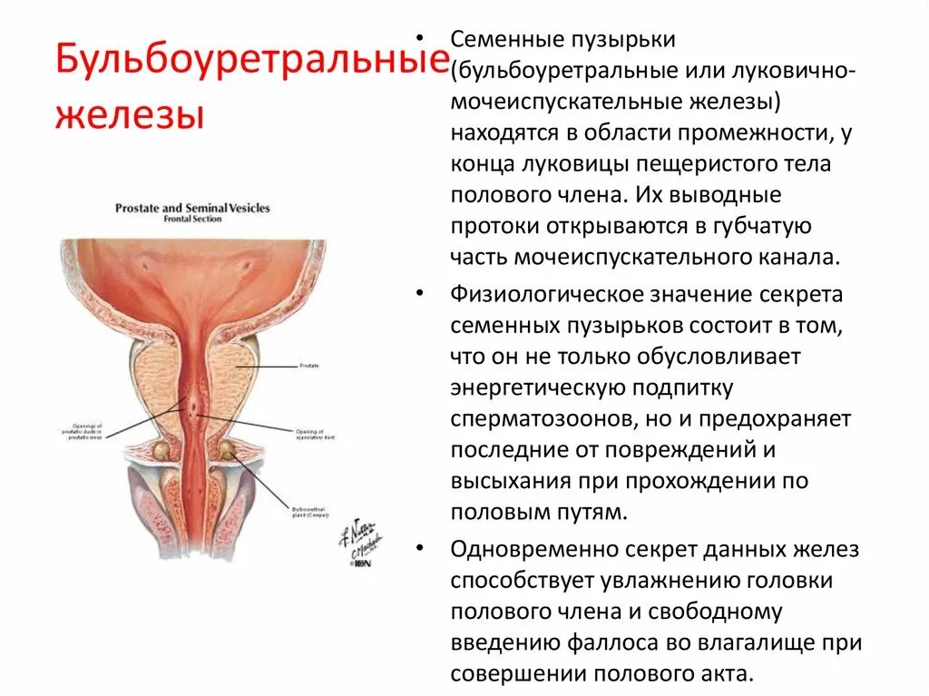 Предстательная железа функции у мужчин. Куперовы (бульбоуретральные) железы. Бульбоуретральная железа анатомия строение. Бульбоуретральная железа у мужчин строение. Бульбоуретральные железы у мужчин анатомия.