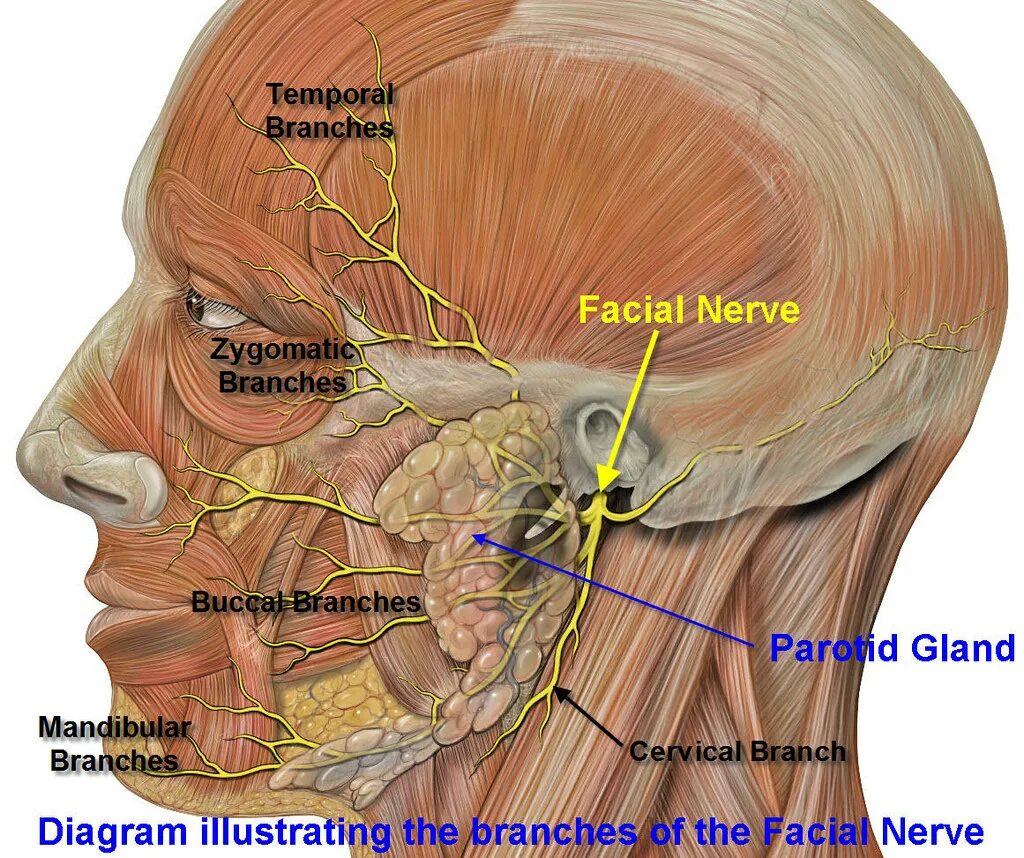 2 лицевой нерв. Лицевой нерв- nervus Facialis. Nervus Facialis анатомия. Лицевой нерв (n. Facialis). Тройничный нерв препарат анатомия.