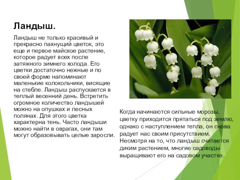 О мама ландыши текст
