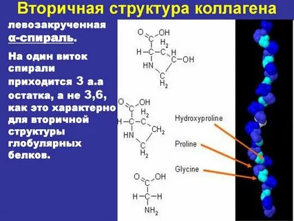 Структуры в которых содержится белок коллаген
