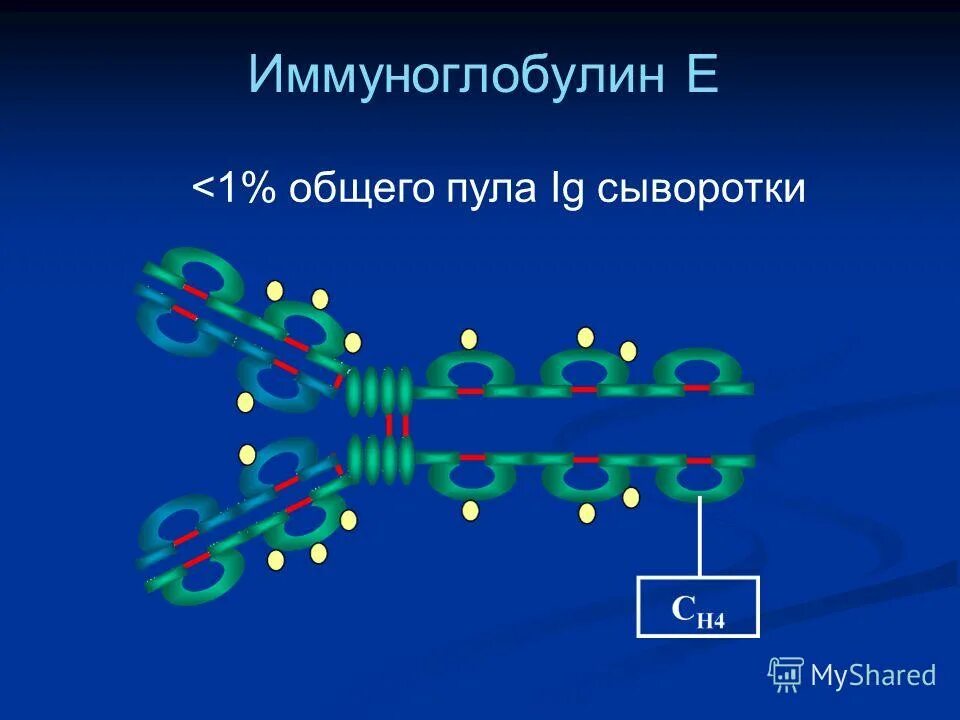 Комплекс иммуноглобулинов. Иммуноглобулин е - молекулы структура. Иммуноглобулин. Строение иммуноглобулина е. Противогерпетический иммуноглобулин.