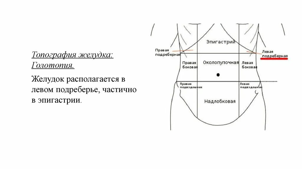 Что болит под левым подреберьем