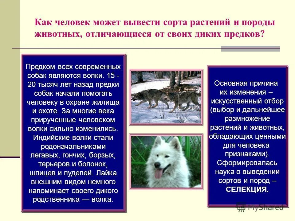 Выведение новых пород животных. Новые породы животных выведенные человеком. Наука о выведении лучших пород животных. Селекция животных. Селекция это наука о.