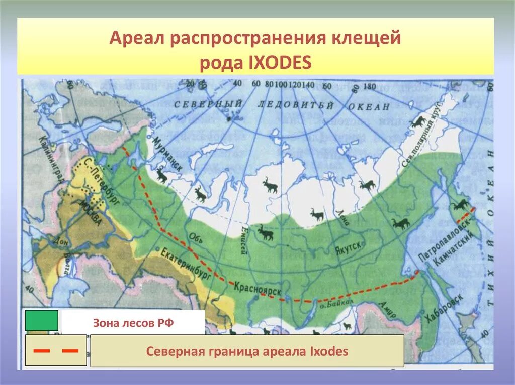 Ареал распространения клещей. Иксодовые клещи географическое распространение. Зона распространения клещей. Иксодовые клещи ареал. Лесная зона занимает большую часть климатического