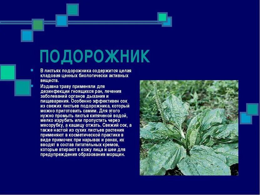 Как люди используют подорожник. Какое растение лечит раны. подорожника от заболеваний легких. какие растения используют для лечения ран. подорожник при гнойных ранах.