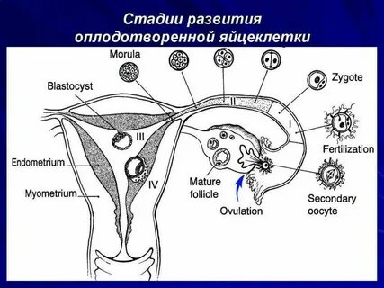 Как узнать сколько яйцеклеток у женщины