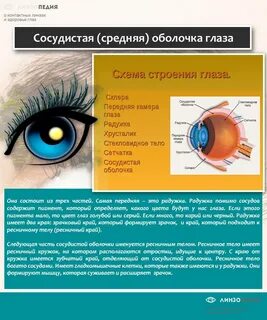 Пигмент который определяет цвет глаз человека расположен