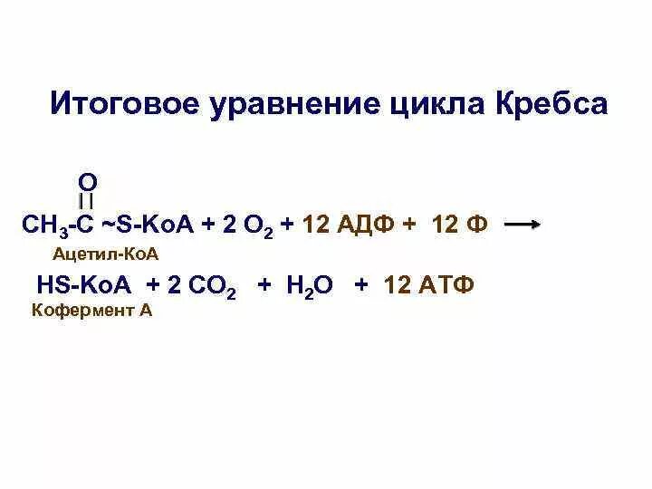 Суммарная реакция цикла трикарбоновых кислот