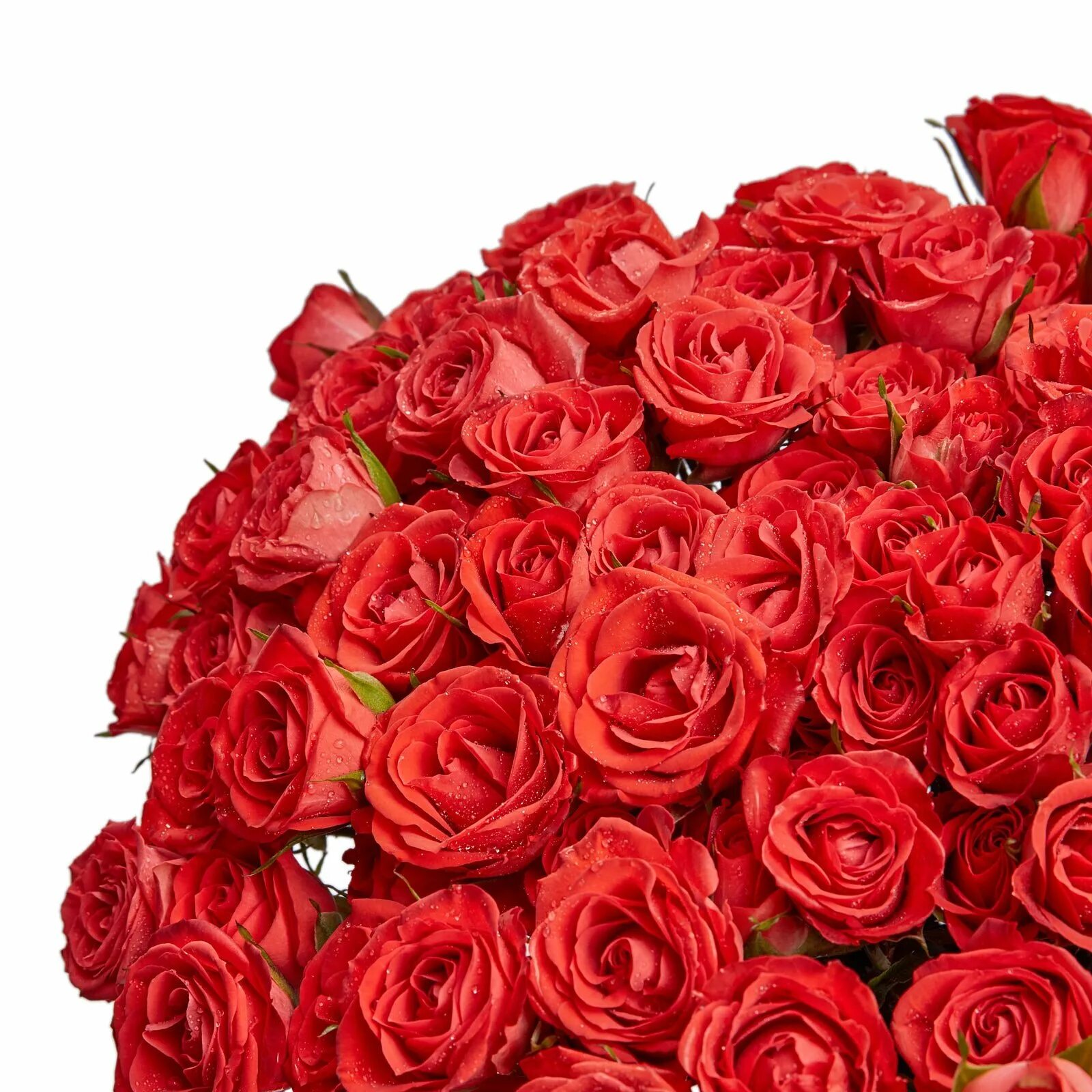 Розы красные букет москва. Букет из красных роз (101роза). 101 роза 40 см. Красивый букет алых роз. Букет из красных роз.