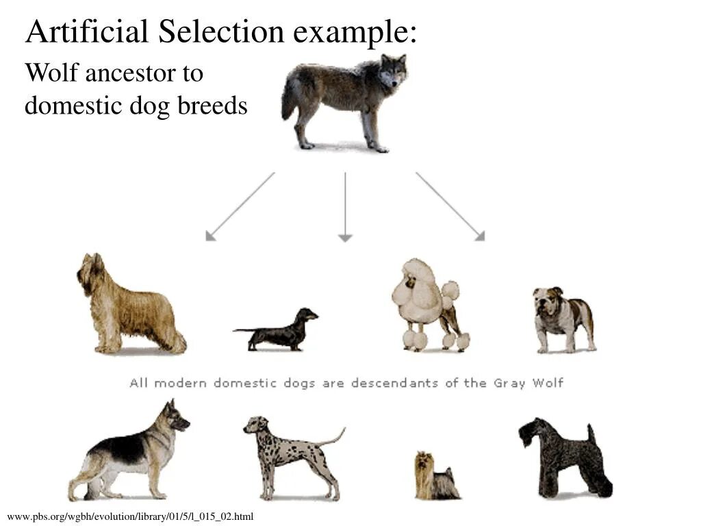 Эволюция пород собак. Породы собак задания для дошкольников. Селекция пород собак. Задачи по генетике собак. Собаки произошли от волков