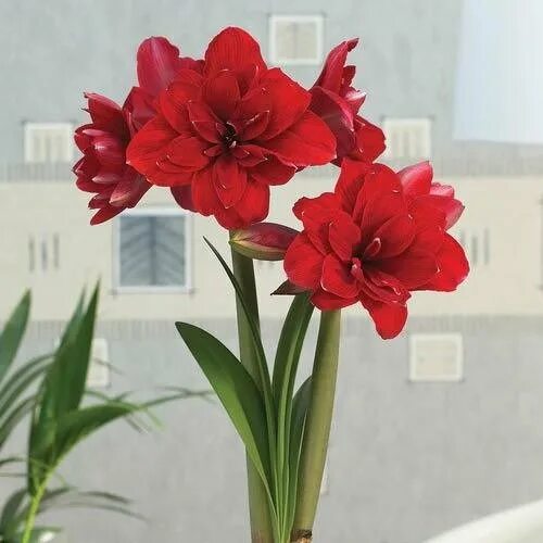 Купить амариллис ред пикок (red peacock), 1 шт по цене 590 руб. в интернет магаз
