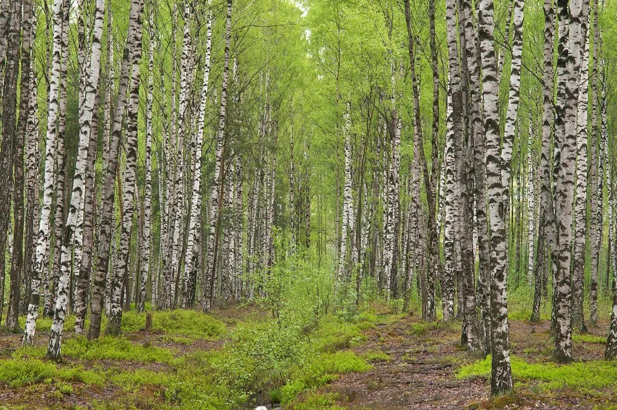 Лес где растет береза